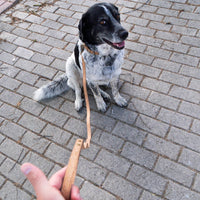 Luxury Cork Pet Leash and Collar Set for Medium Dogs