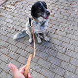 Eco-Friendly Cork Pet Leash and Collar Set