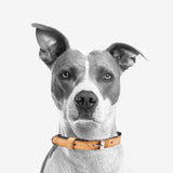 Unleash Eco-Friendly Style with the Cork Dog Collar L-536